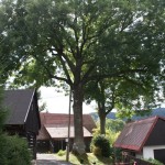 Zdravotní řez na jasanech Datel odborná péče o stromy (5)