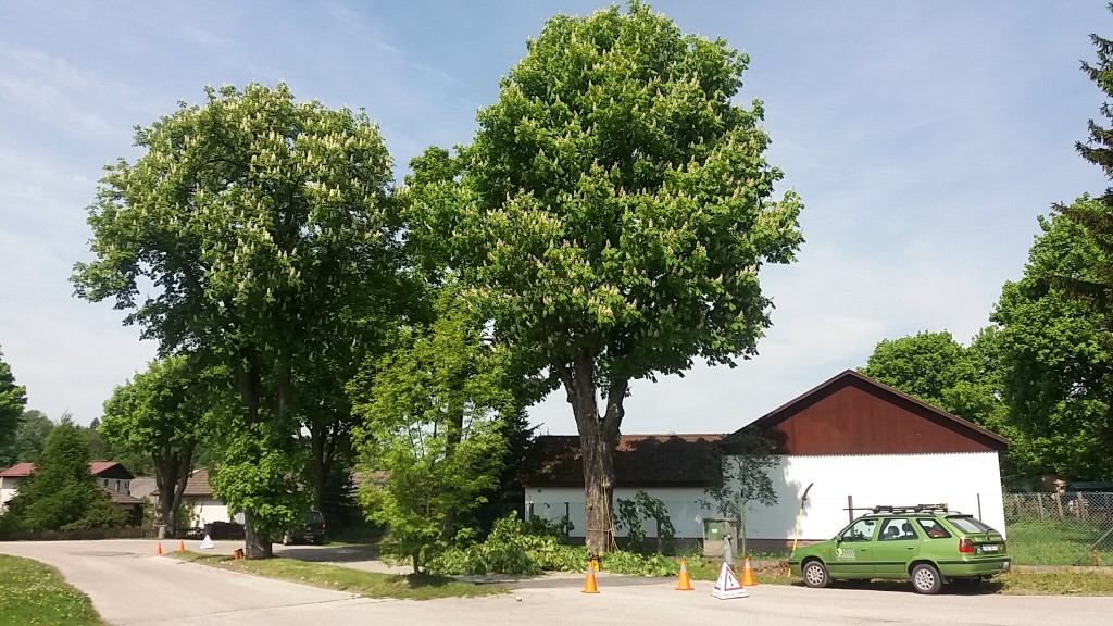 Ošetření stromů pro obec Kunčice nad Labem 2017